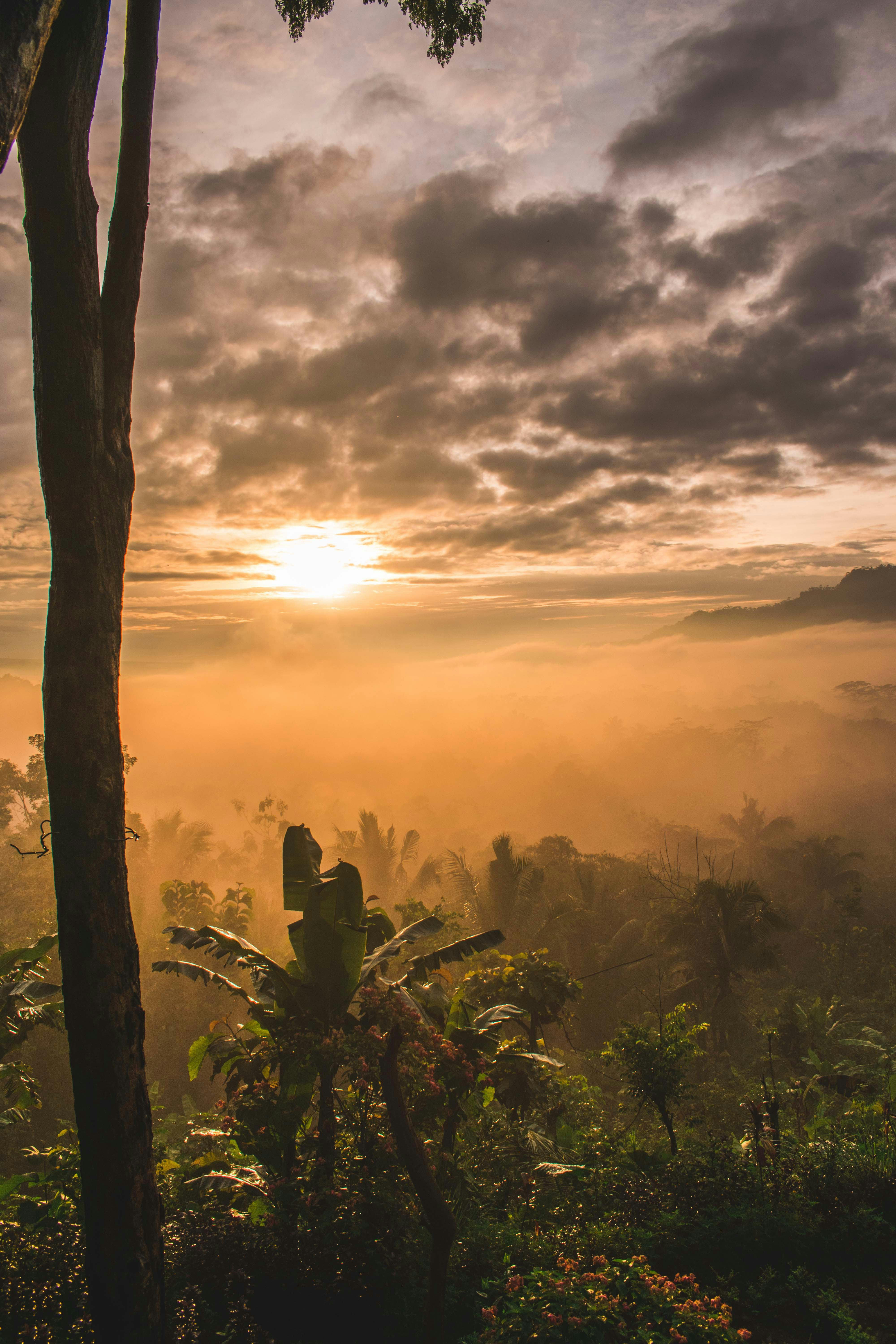 photo of sunset Banana trees